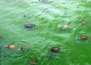 夢見烏龜在水裡